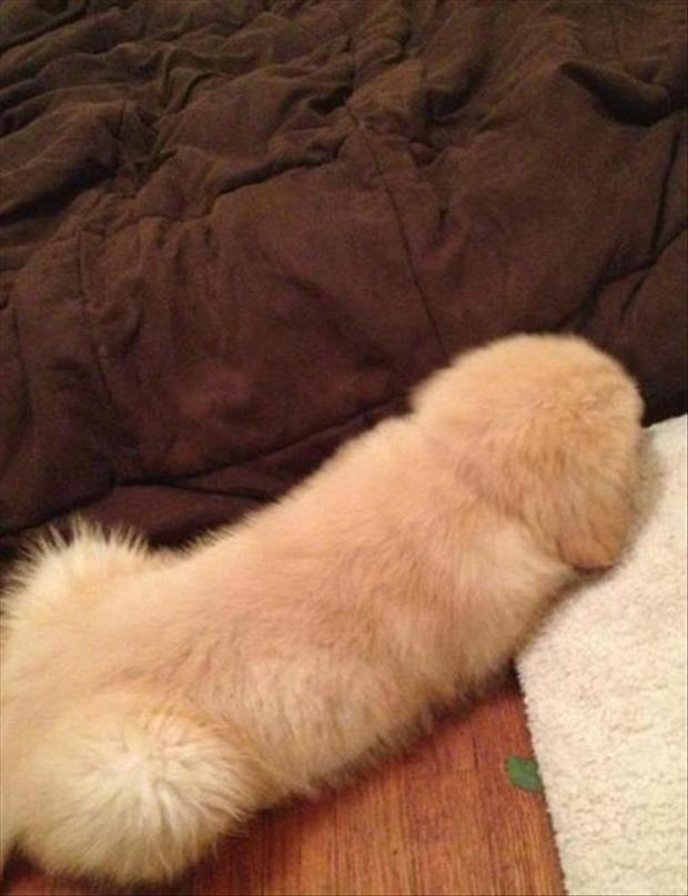 dog-looks-like-a-penis.jpg