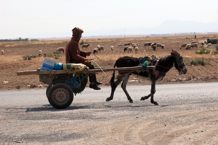 donkey-cart-1.jpg