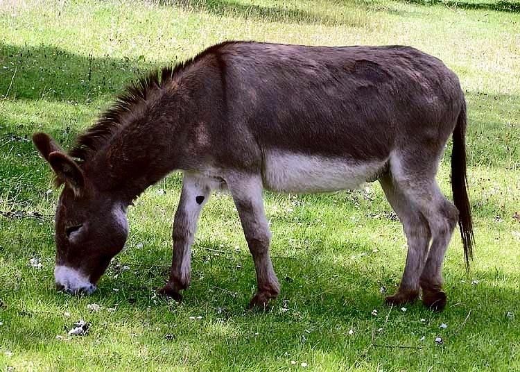 Donkey_1_arp_750px.jpg