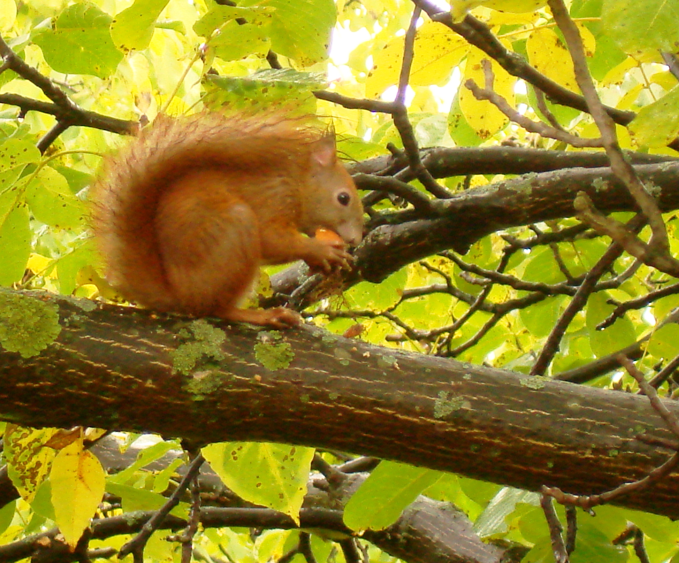 DSC06036 crop.jpg