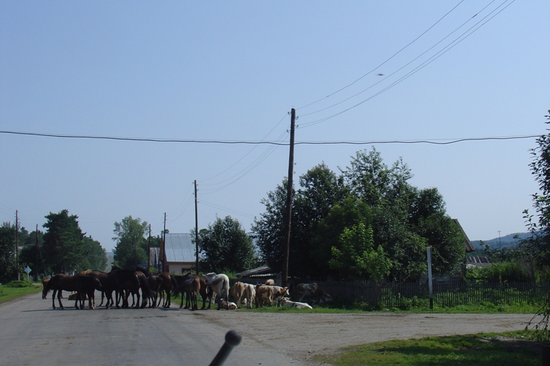 DSC08582.JPG