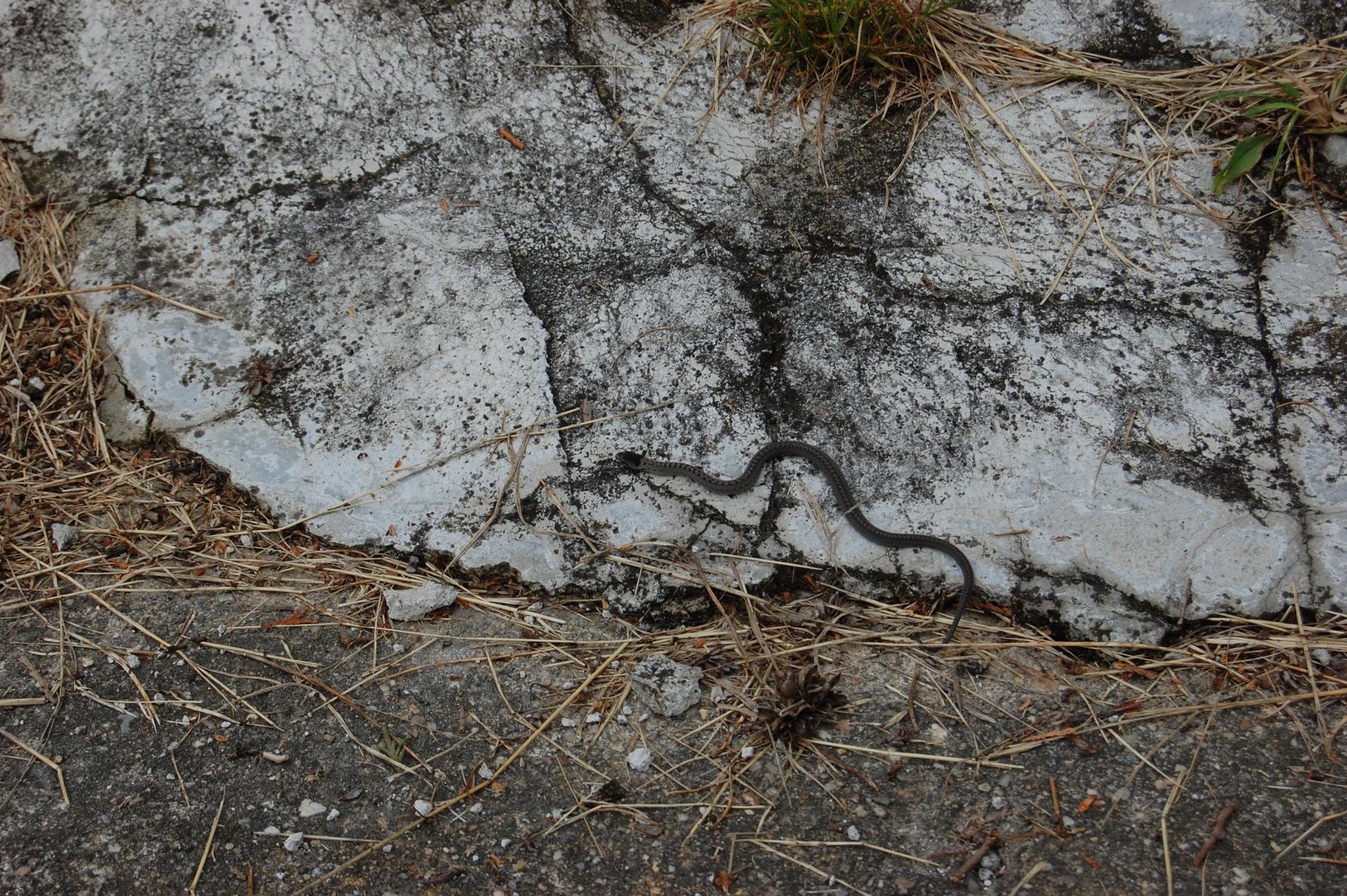 DSC_0186.jpg