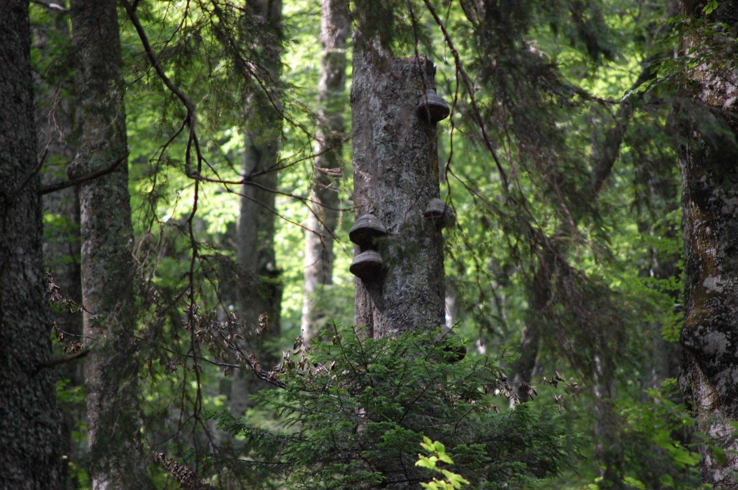 DSC_0446.jpg