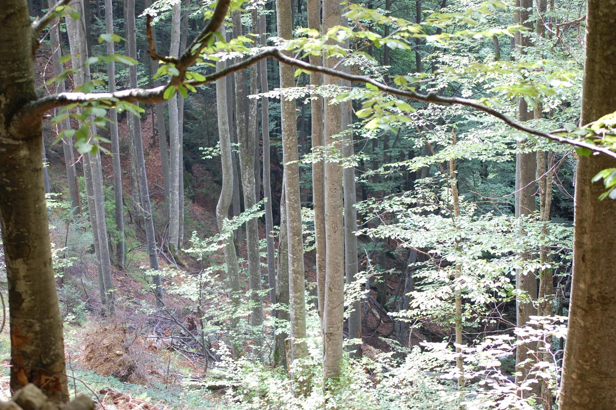 DSC_0447.jpg