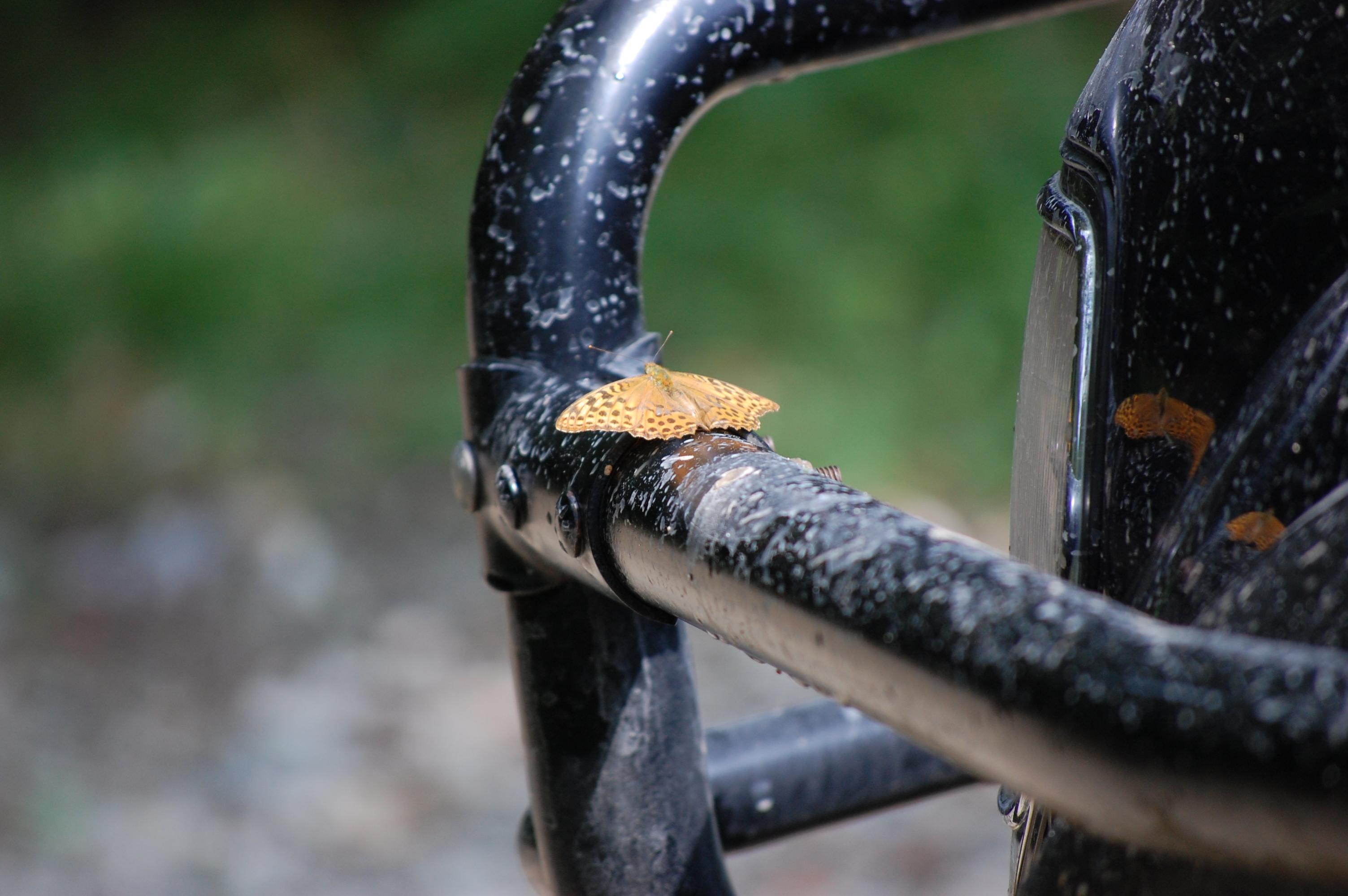 DSC_0465.jpg