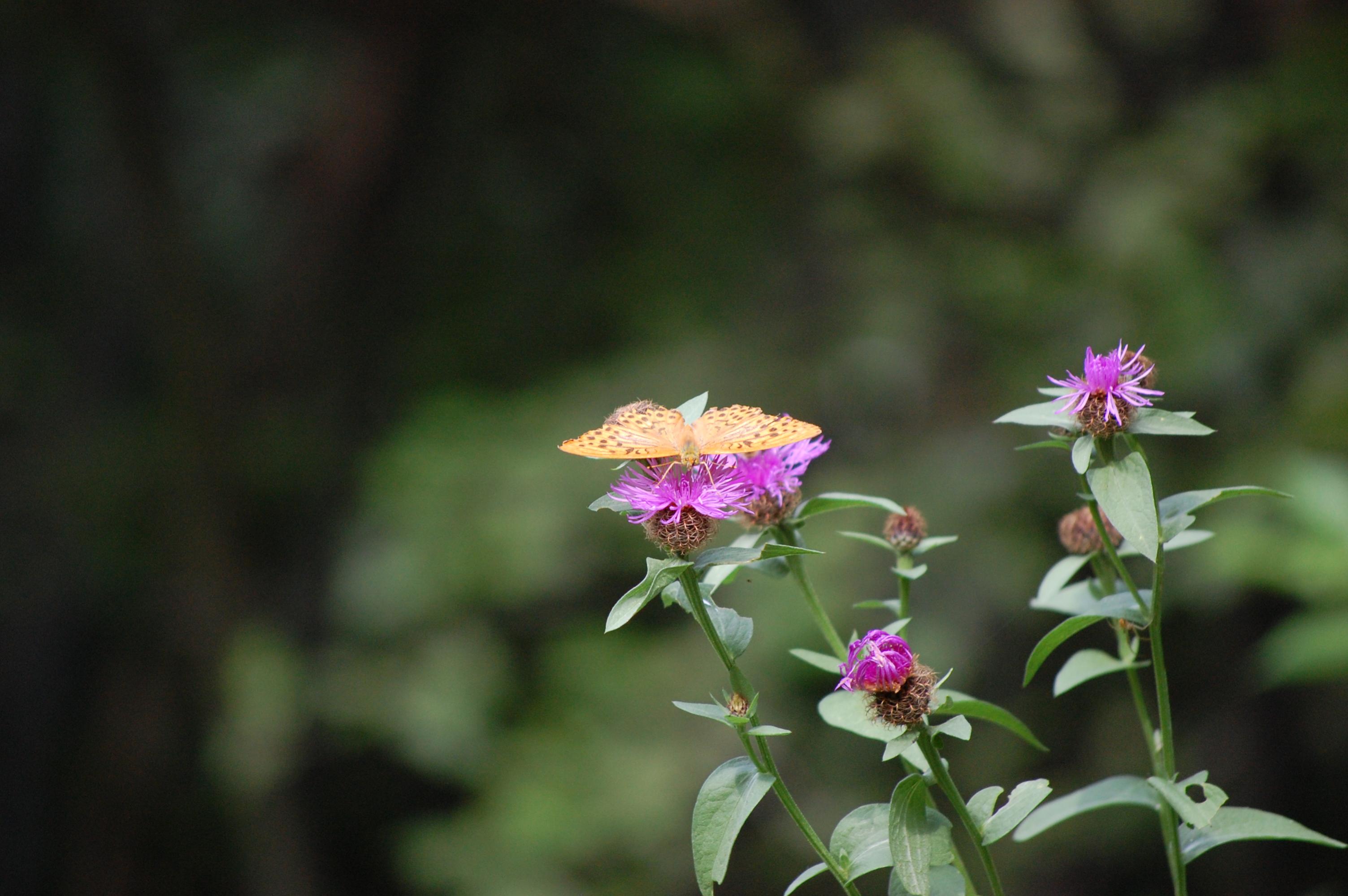 DSC_0488.jpg