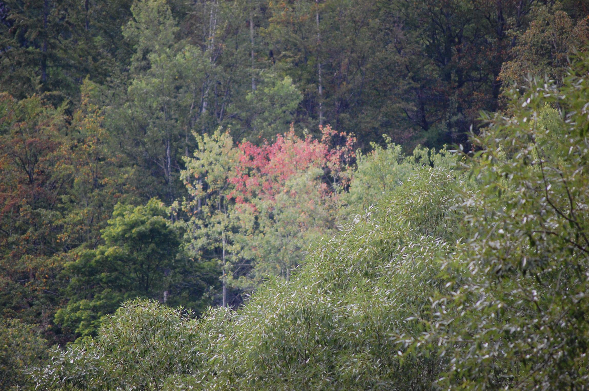 DSC_0490.jpg
