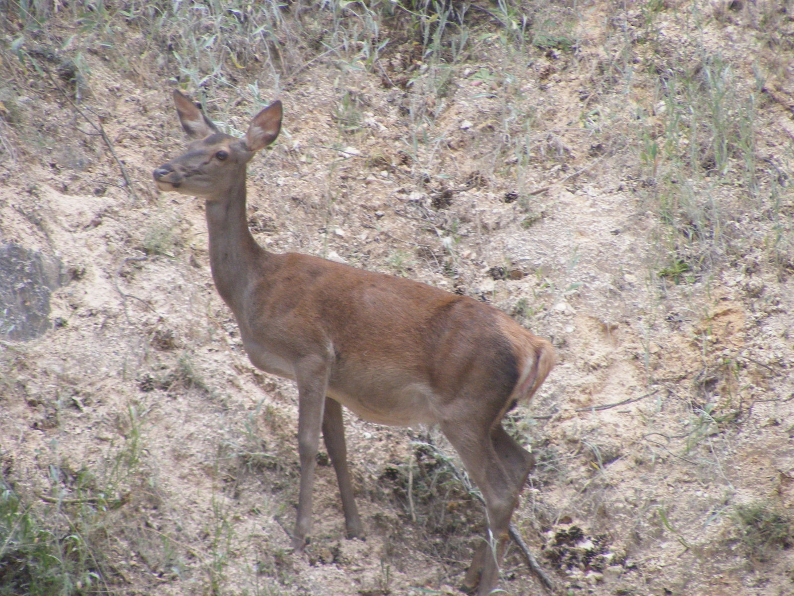DSCF0751.JPG