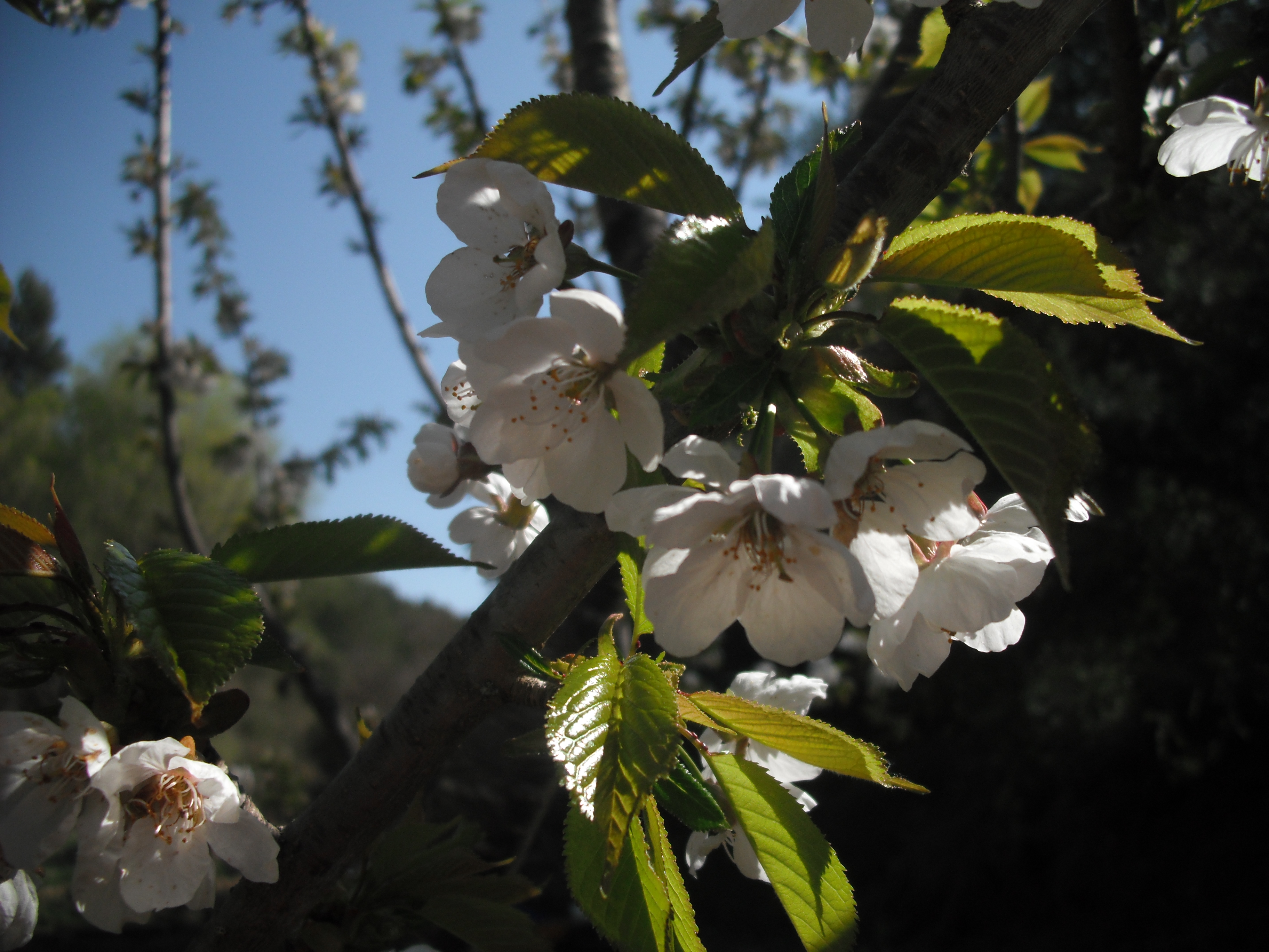 DSCF3924.JPG