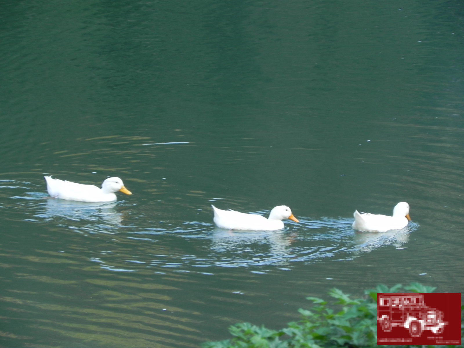 DSCN0219