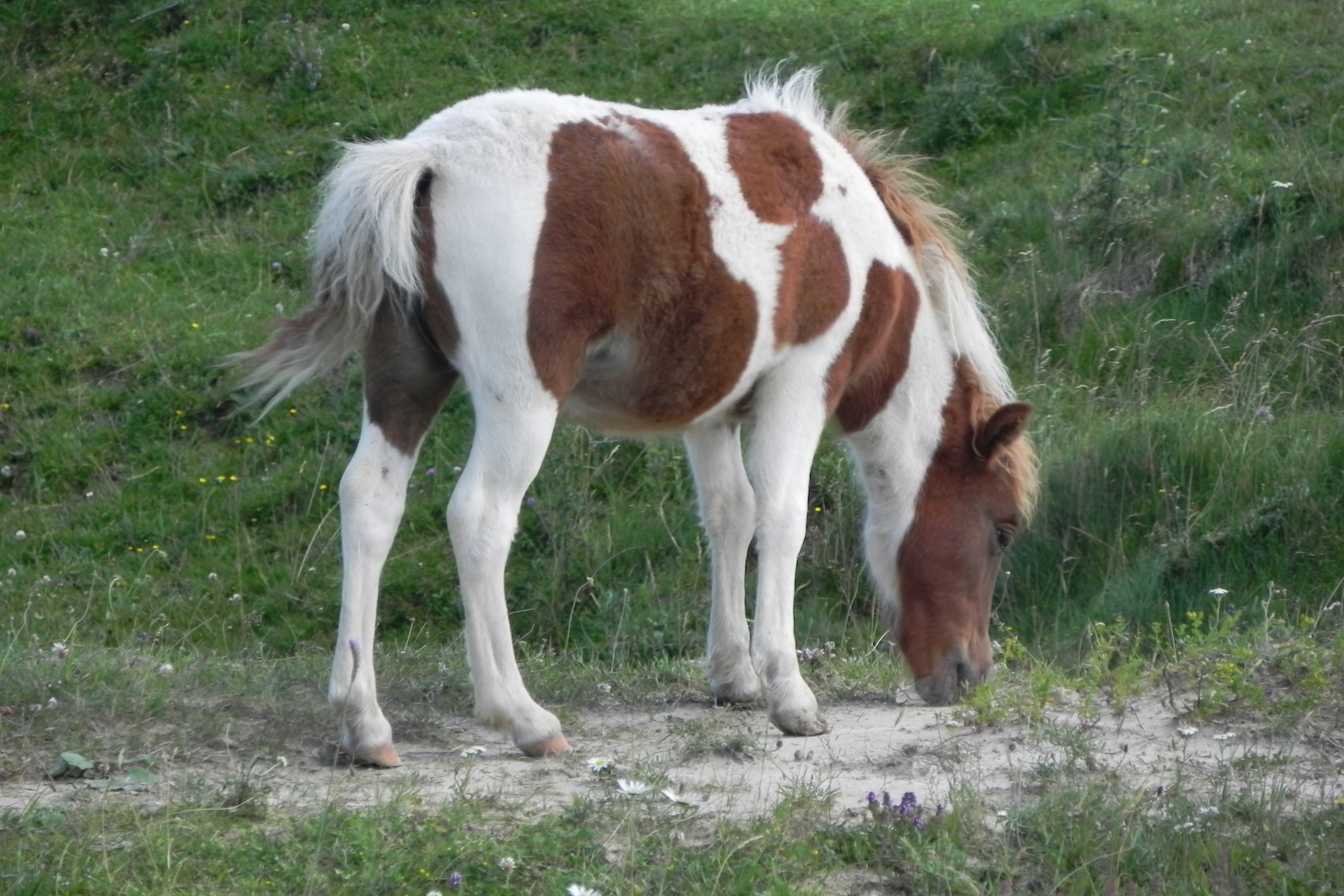 DSCN4732.JPG