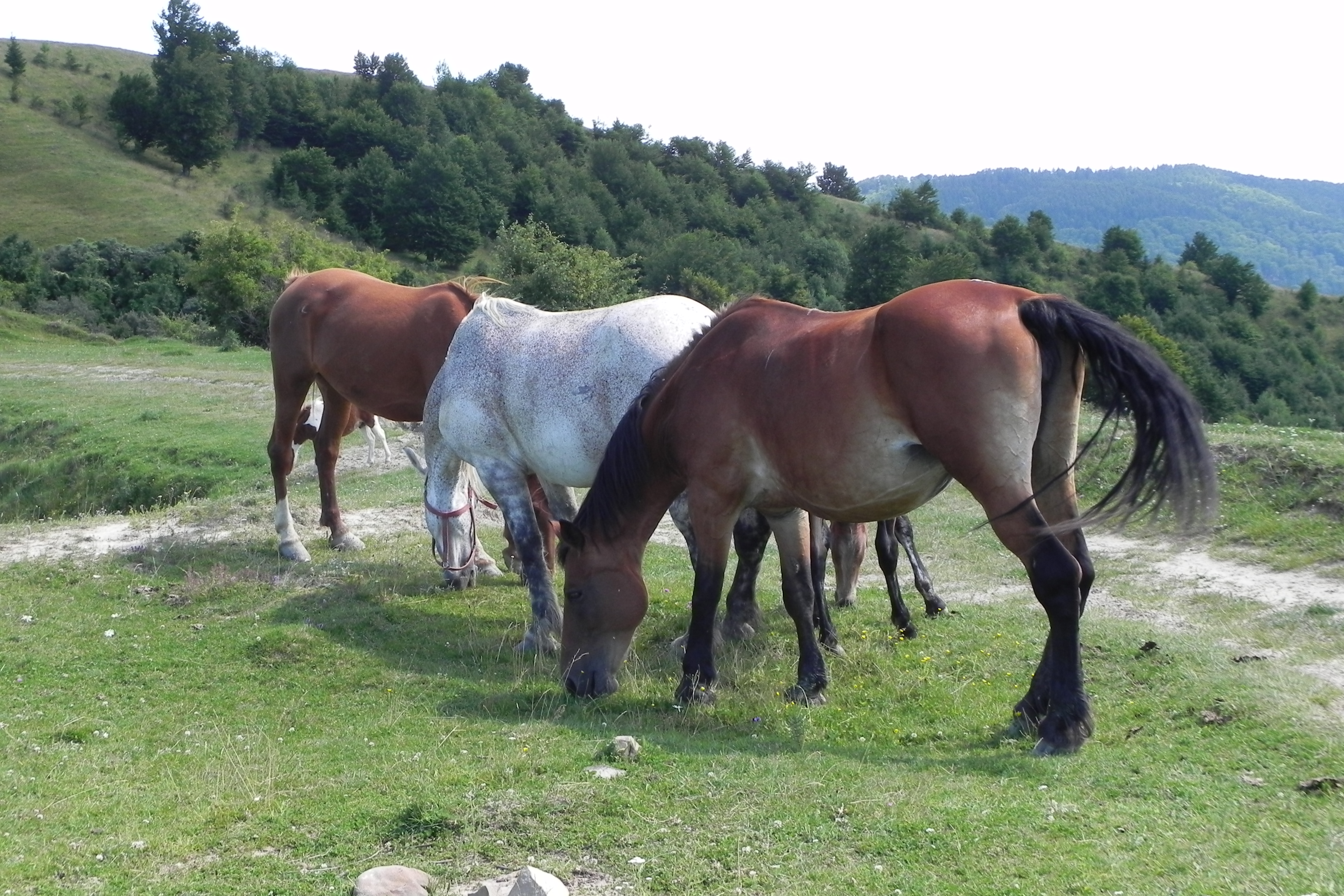DSCN4743.JPG