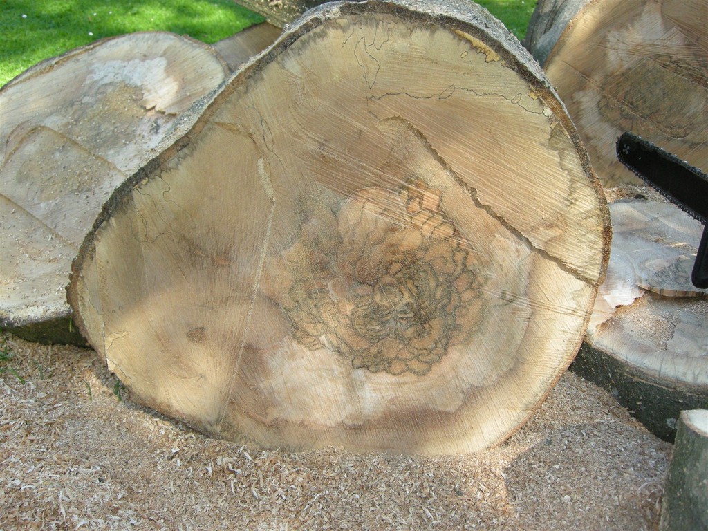 DSCN6529_zpskvpp6gh3.jpg