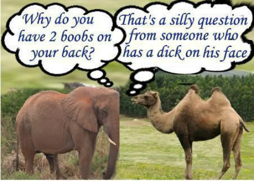 Elephantcamel.jpg