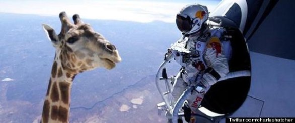 Free fall.jpg