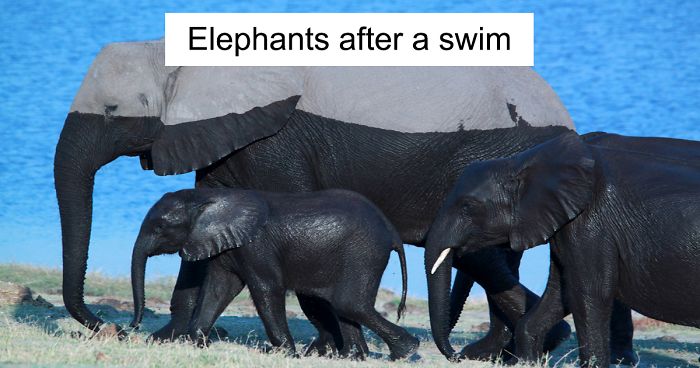 funny-animal-snapchats-fb__700-png.jpg