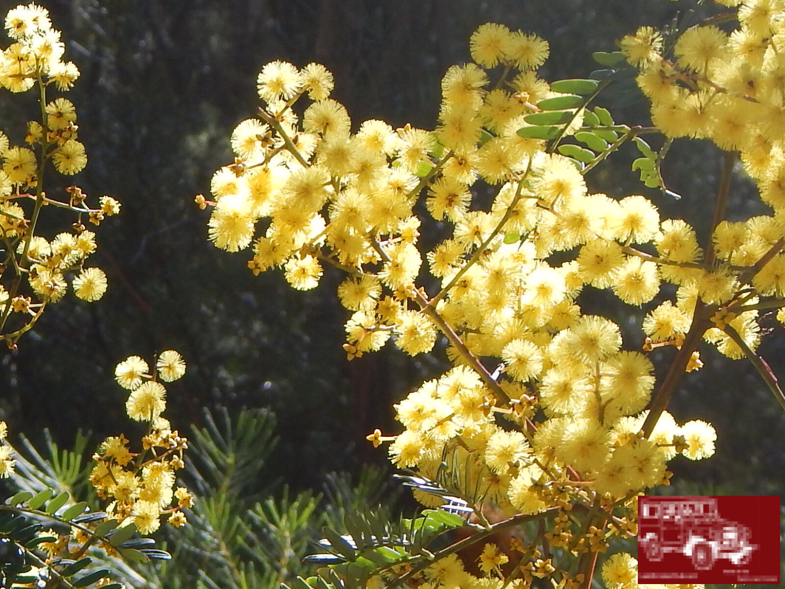 golden wattle