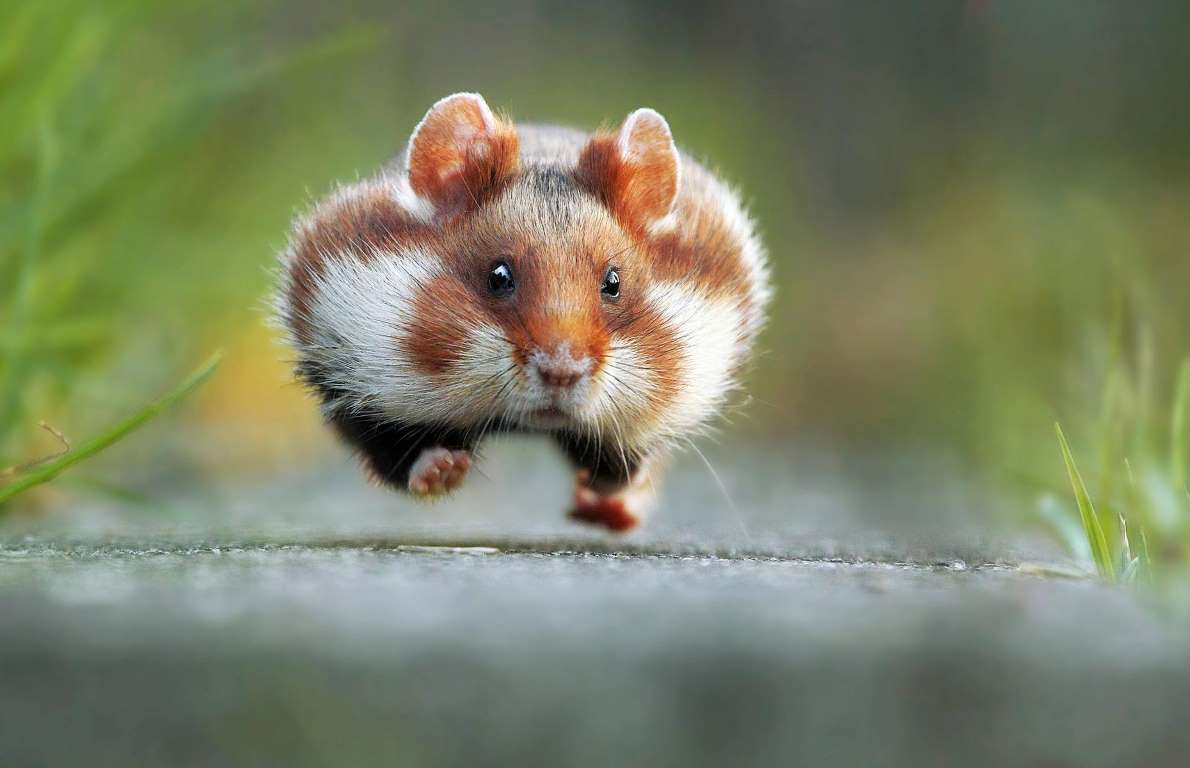 Hover hampster.jpg