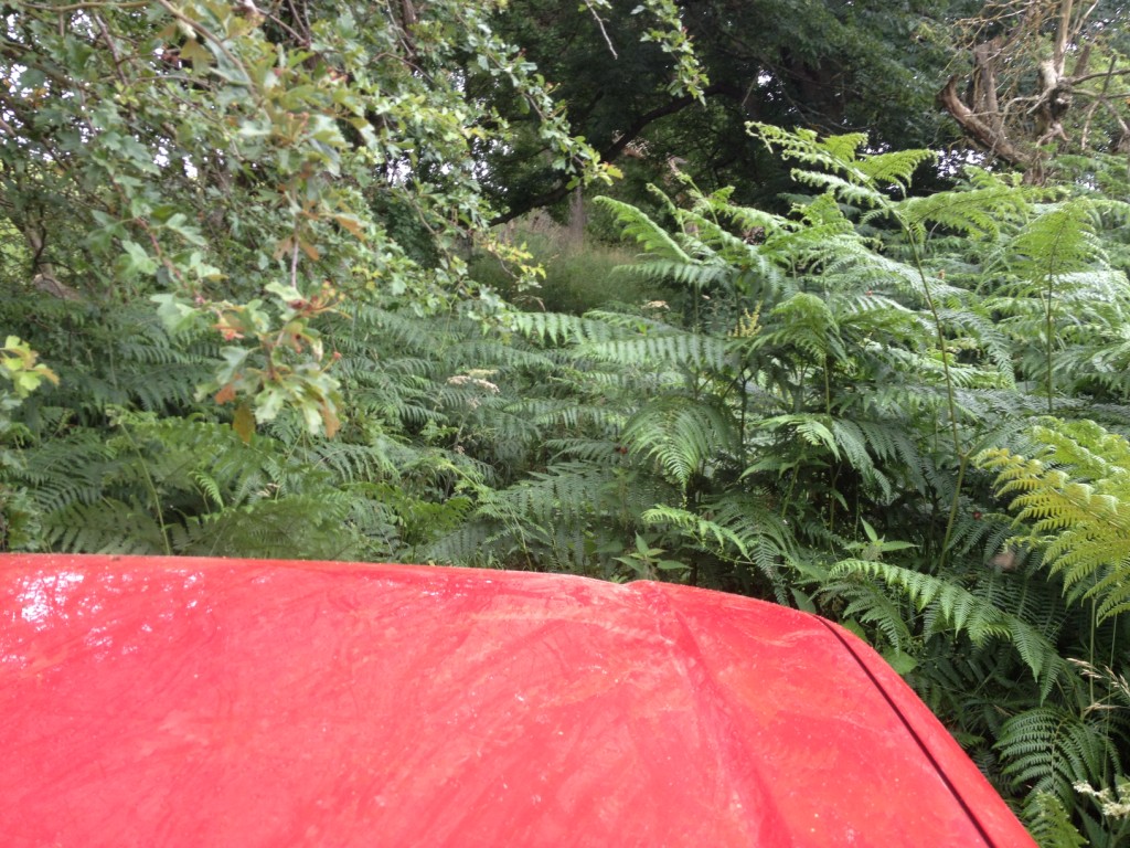 IMG_6042_zps66df2e9e.jpg