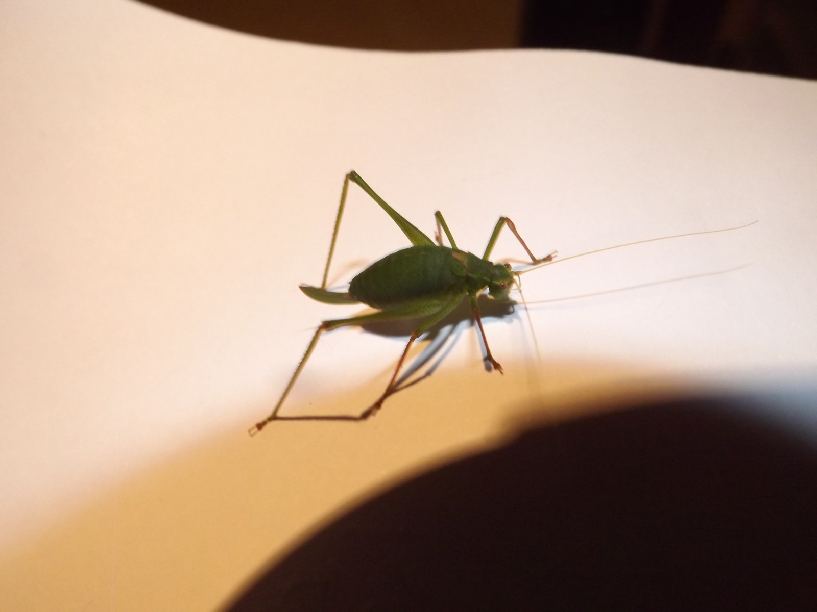 insect 004.JPG