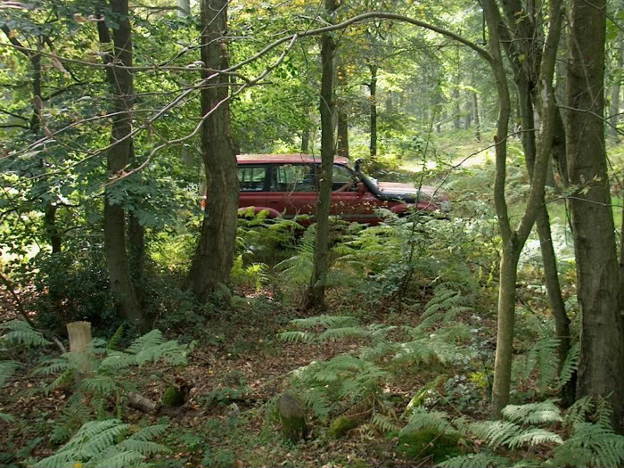 IntoTheWoods.jpg
