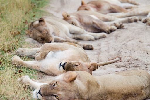 lions.jpg