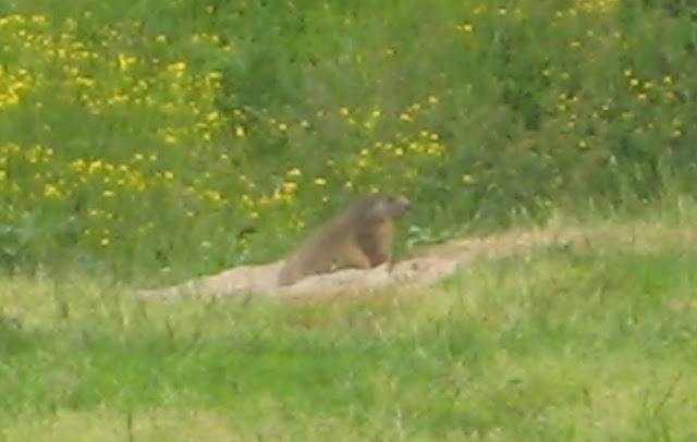 marmot1.jpg