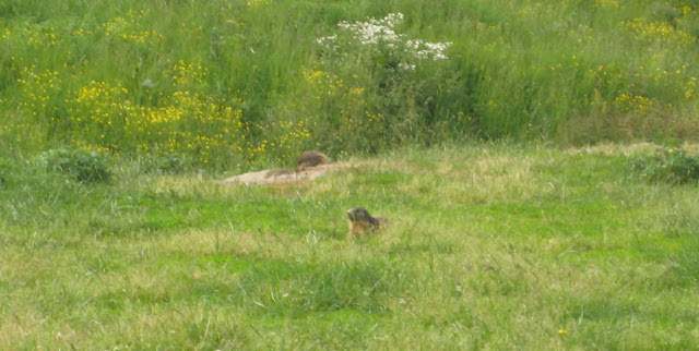 marmot2.jpg