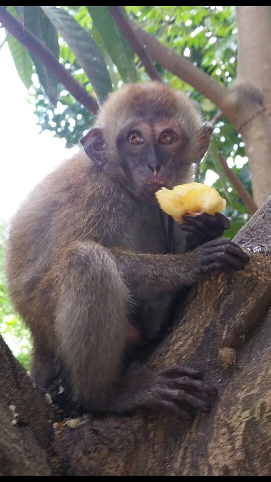 Monkey.jpg