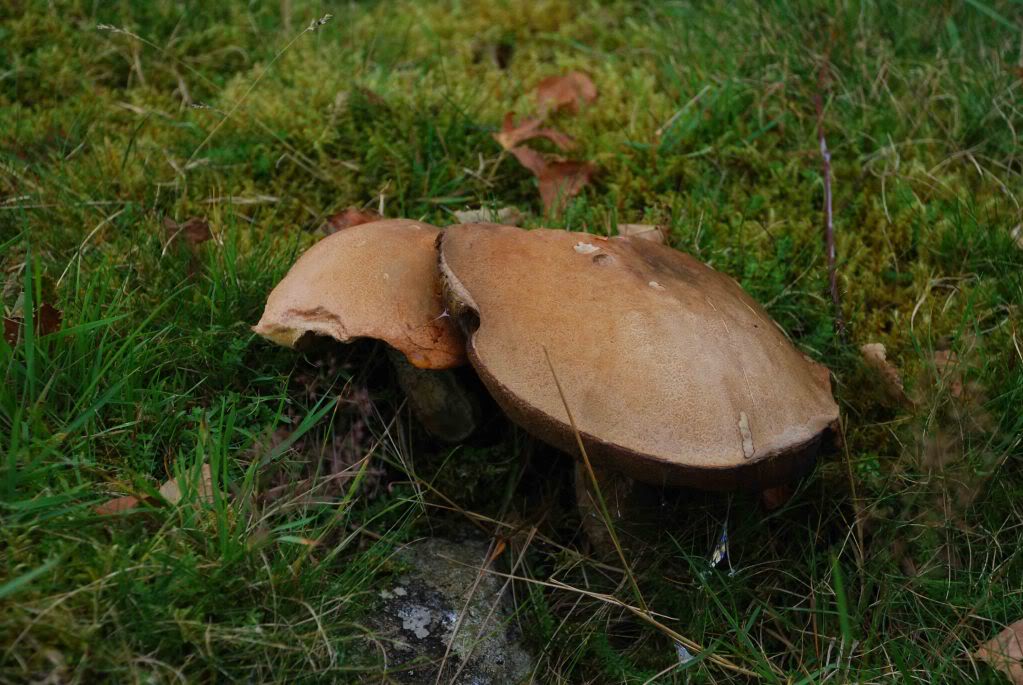 Mushroom1.jpg