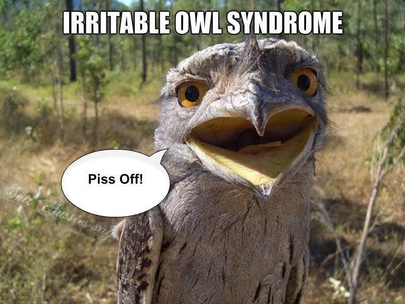 owl.jpg