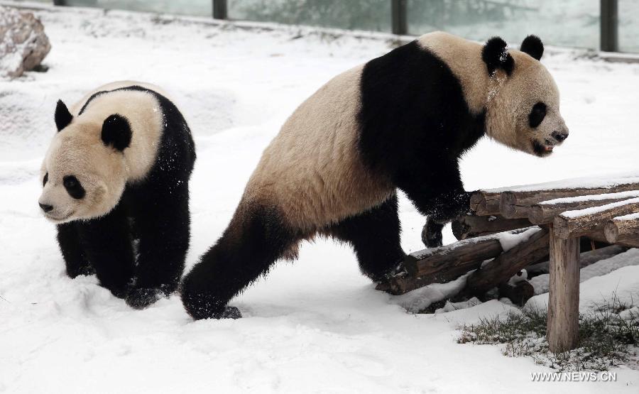 Panda3.jpg