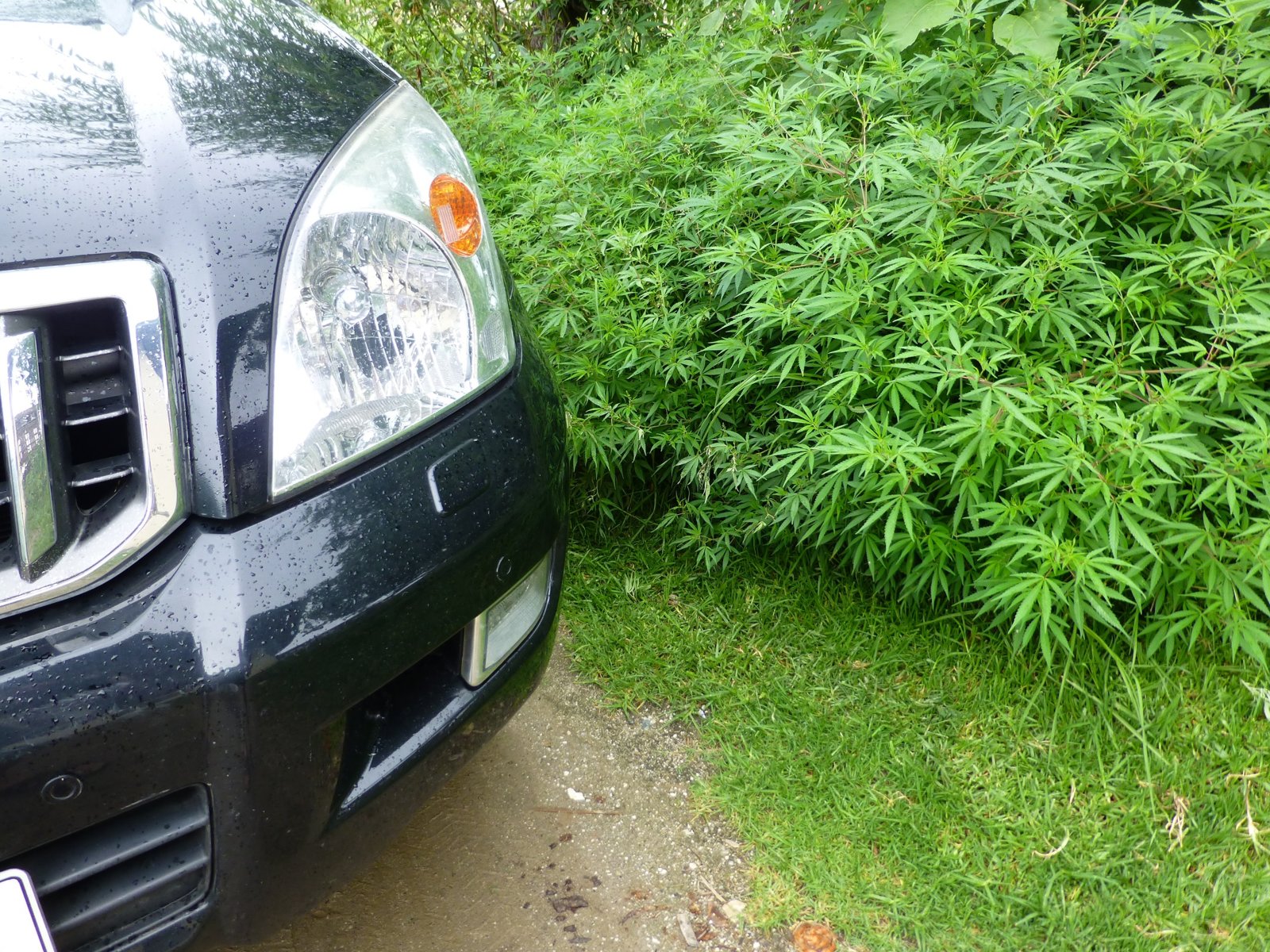 Paro Plants.jpg