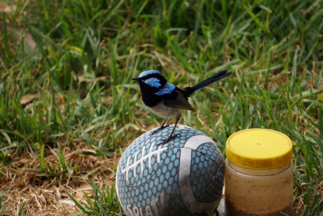 photo02 A blue wren.JPG