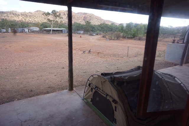 photo34 a couple of Roos in for water.JPG