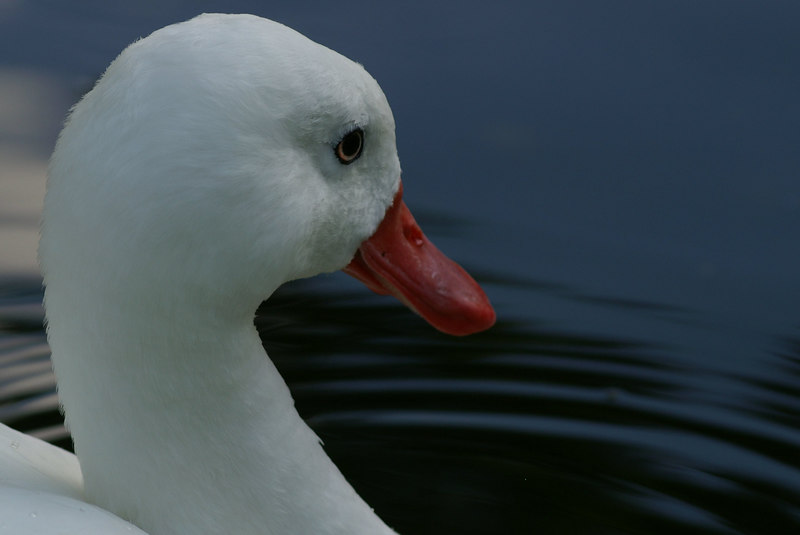 pict2675-L.jpg