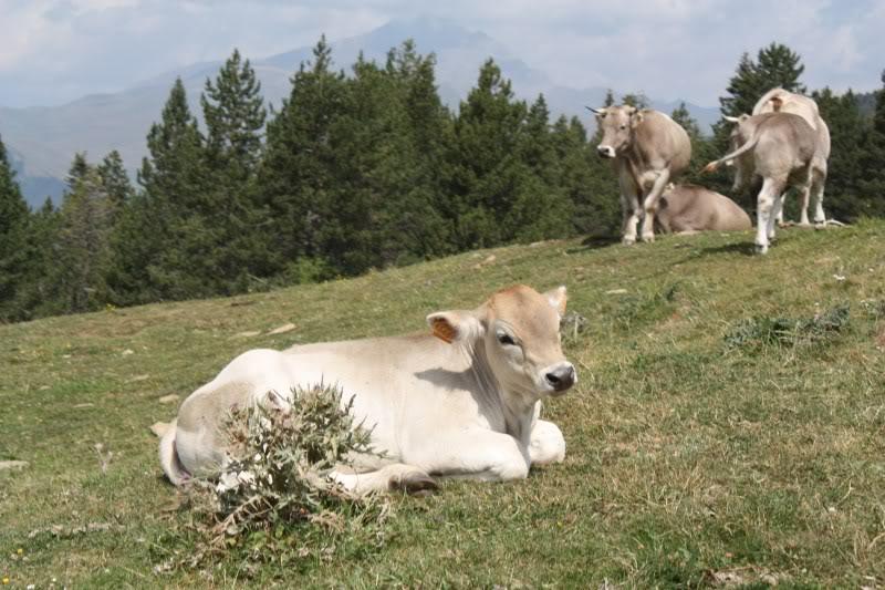 PyreneesAugust2011607.jpg