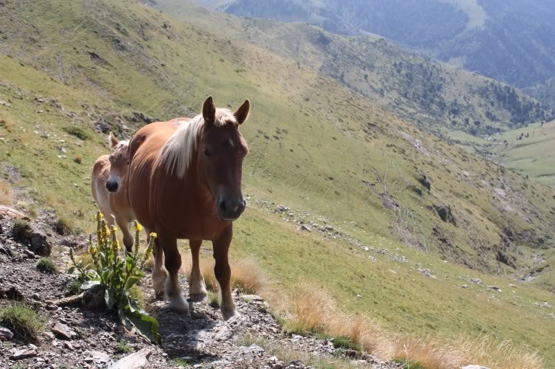 PyreneesAugust2011721.jpg