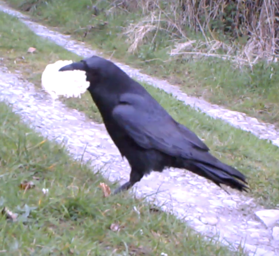 raven.png