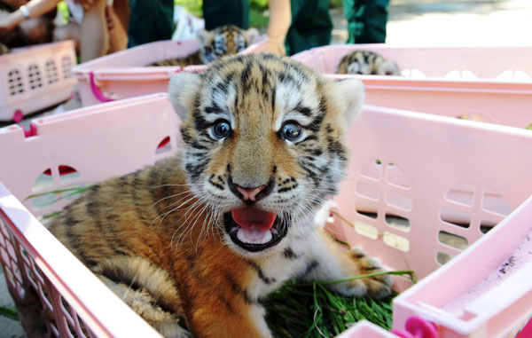 Siberian Tiger cub.jpg