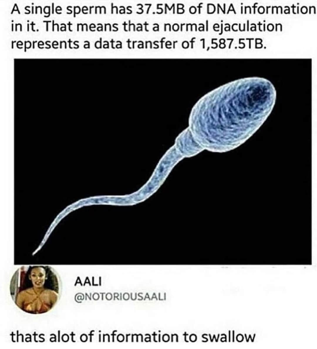 Sperm.jpg