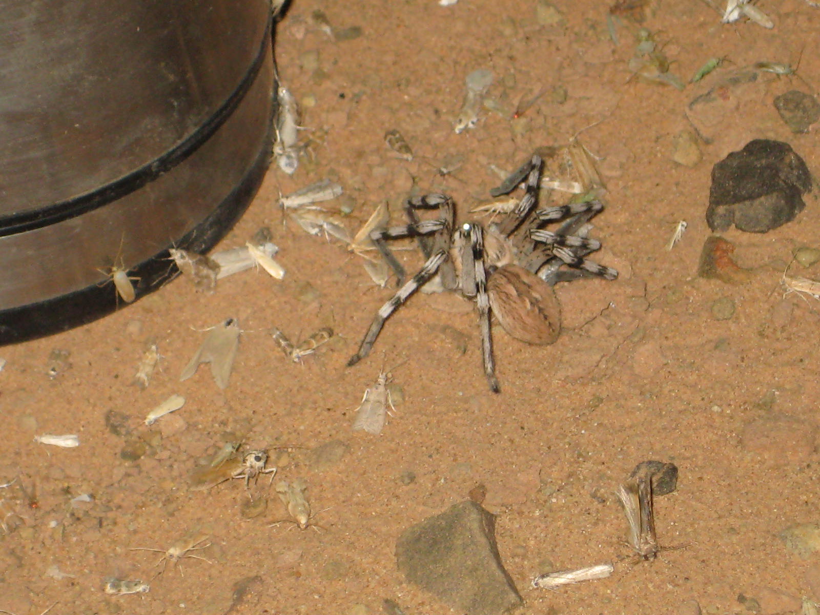 Spider.JPG