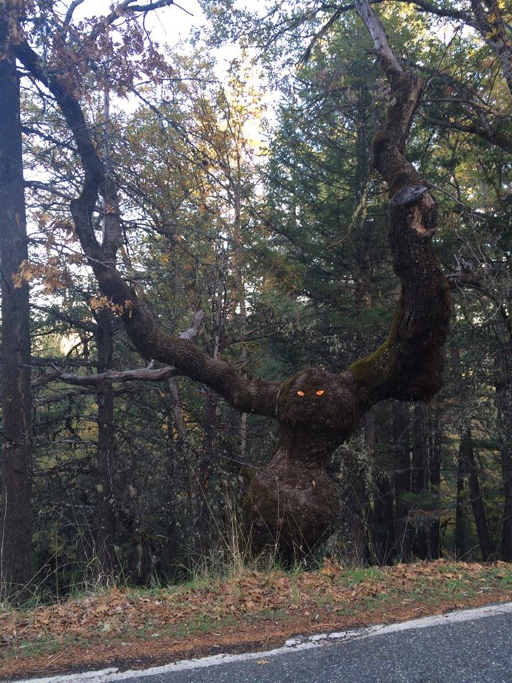 To whoever put the reflective eyes on this tree by the side of the road you are an asshole but a.jpg