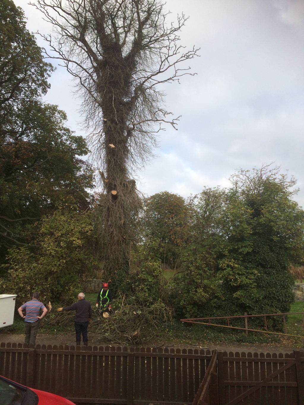 Trimming%20dead%20Sycamore%20with%20Cherry%20Picker%20-%20Oct%202015_zpspd9oxnzc.jpg