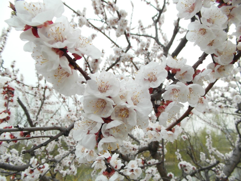 Whiteblossoms1000x750.jpg