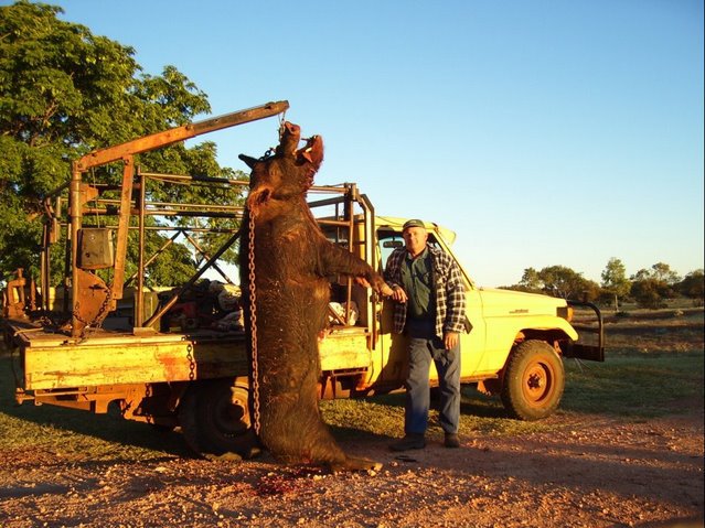 wildboar.jpg