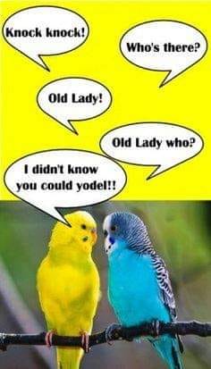 yodel.jpg