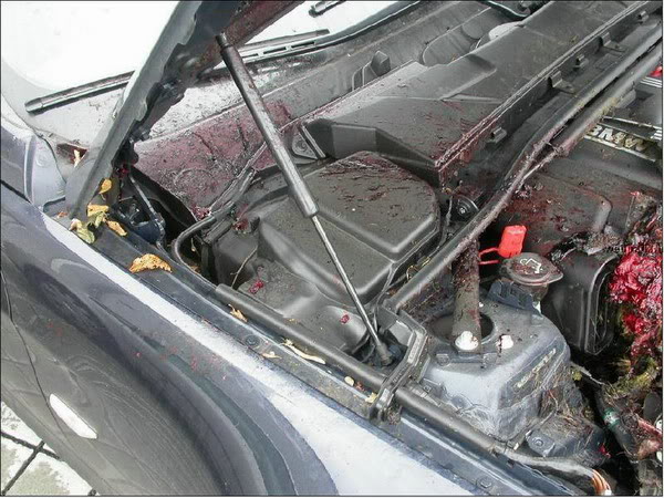 Z4-6.jpg